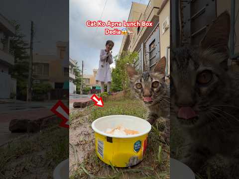 Kitten Ko Apna Lunchbox Khila Dia😱🐈 #cat #kitty #kitten #pets #shorts