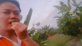 Ra vườn ăn chuối sống.