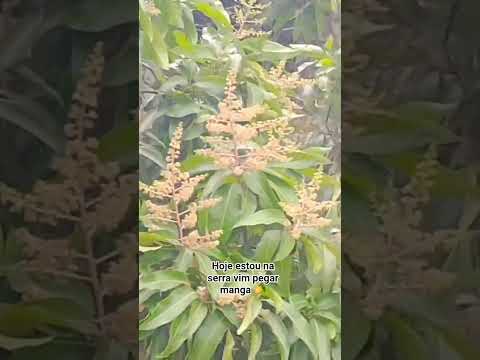 serra da Meruoca Sobral ceará