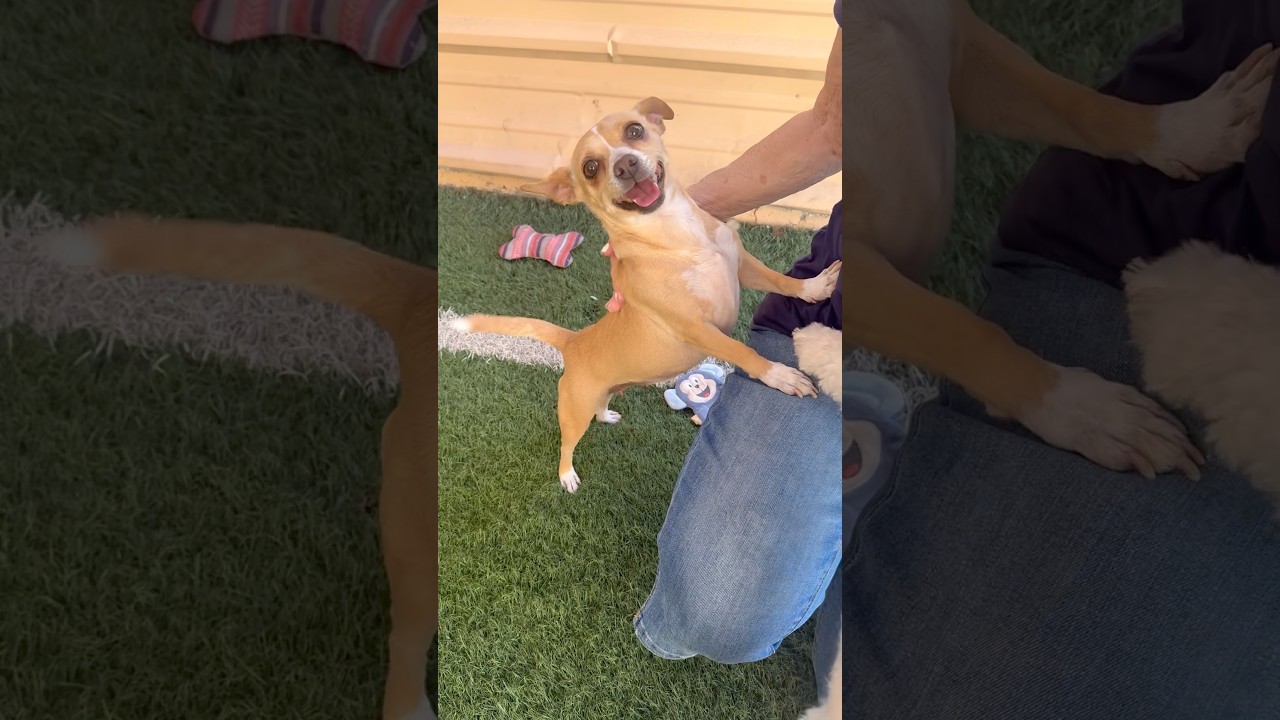 Gemma, a ADOPTABLE mixed breed in PHOENIX, AZ video 6/6