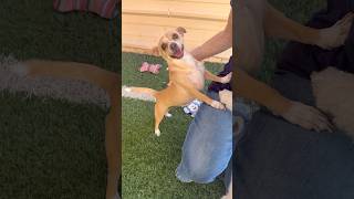 Video preview image #1 Chihuahua-Unknown Mix Puppy For Sale in Phoenix, AZ, USA