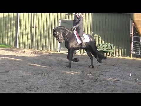 Stal Okkema's Cornelis - Fonger x Stendert - stallion - 2016 - 1.64m