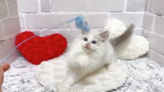 ラグドールの動画02