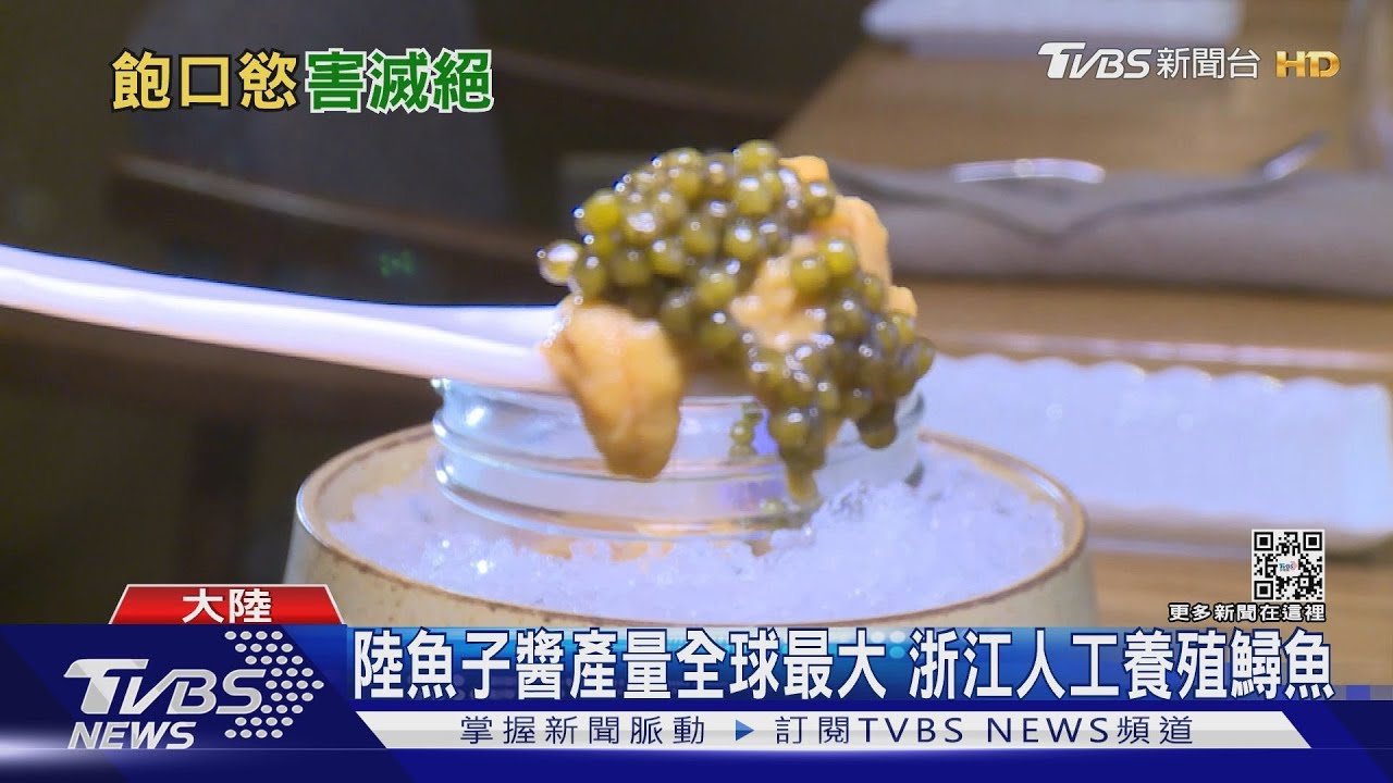 「長江白鱘」正式絕種!非法捕撈製魚子醬+水壩砂石危害
