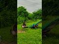 Peacock Beauty Peacock Dance Peacock Saund Peacock Video Birds Peacock