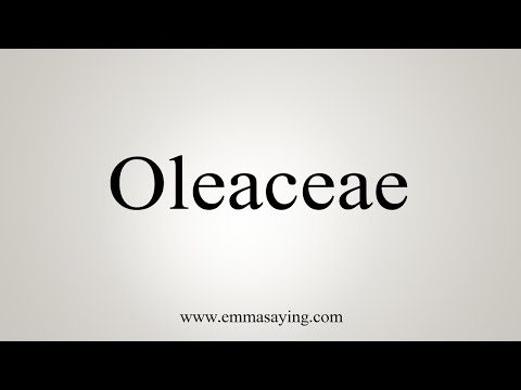 How To Say Oleaceae
