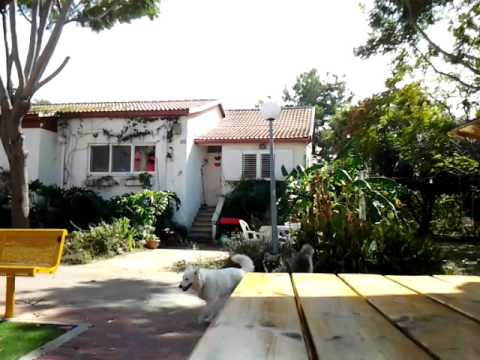 הכלב המשתולל