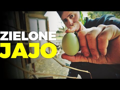 🥚 ZIELONE JAJO 🥚 jakim cudem ? 😱 + kozia wyżerka 🥬 moje MINI ZOO / odc. 104