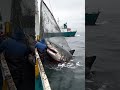 Shark Fishing At Sea Fishermen S Work Marine Fishing Fishermen S Operation Shark Catching