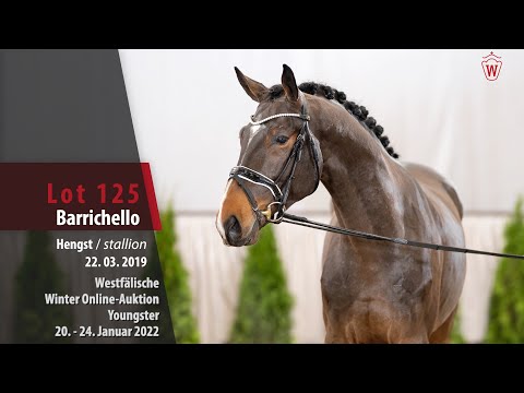Online Winter-Auktion Lot 125 Barrichello Hengst v. Baloutelli - Quasimodo van de Molendreef