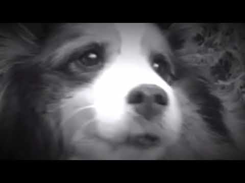 Dank Meme, depress dog after a nose boop.