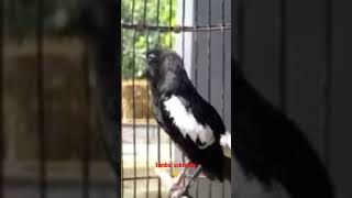 Download lagu Burung decu gacor #kicaumania #videoshorts mp3 Download lagu Burung decu gacor #kicaumania #videoshorts mp3