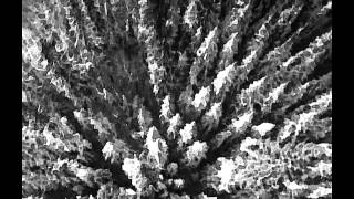 Agalloch - You Were But A Ghost In My Arms