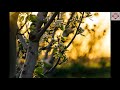 Gala Gala Ena Pozhiyum BGM Rhythm Movie Song Whatsapp Status Pan