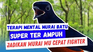 Download lagu Pancingan mental Murai batu 100 % Paling Cocok Untuk melatih Mental Murai Batu mp3