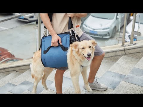 YouTube video about: How to carry a large dog down stairs?