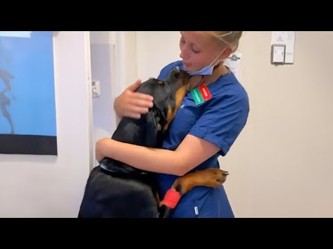 Le grand chien montre sa profonde gratitude au vétérinaire qui l'a guéri!❤️
