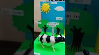 Carbon Cycle Model🔥🔥 | Made by me | Science Project | Very Easy to make |