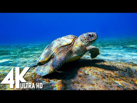 3 HOURS of 4K Underwater Wonders + Relaxing Music - Coral Reefs & Colorful Sea Life in UHD