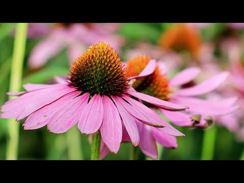 A Minute with Nature - Environmental Stewardship