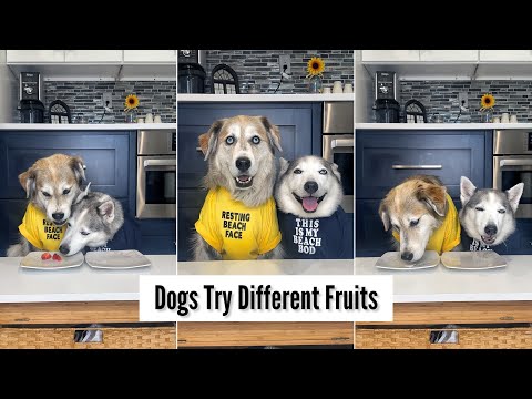 Dogs Try Different Fruits