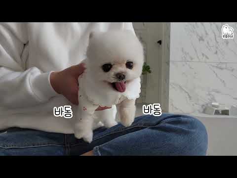 엄마가 다른 강아지만 예뻐해 줬더니...