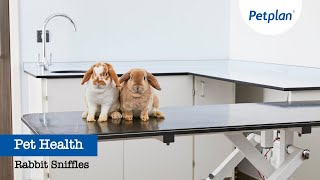 Rabbit Snuffles - Petplan Common Illnesses
