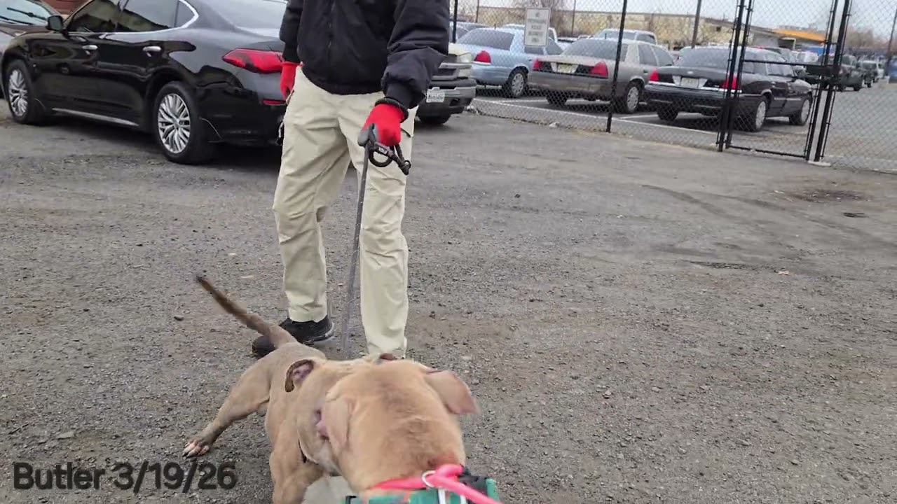 Enlarge Butler, a ADOPTABLE Pit Bull Terrier in Trenton, NJ video 3/3