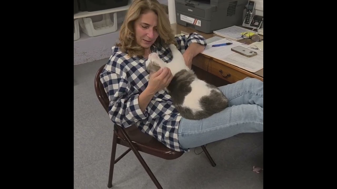 Enlarge Elmer, a Adoptable mixed breed in Harrison, NY video 2/6