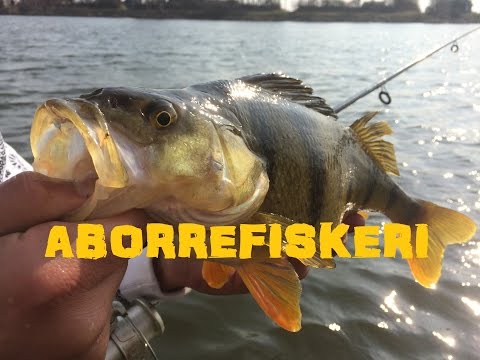 Aborre i Karret – Ishøj Havn (marts 2015)