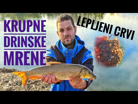 DRINSKE MRENE NA LEPLJENE CRVE