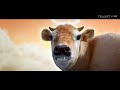 Sasa Santan Bikin Tenang TVC Edisi 2023 Iklan Indonesia 60 Sec