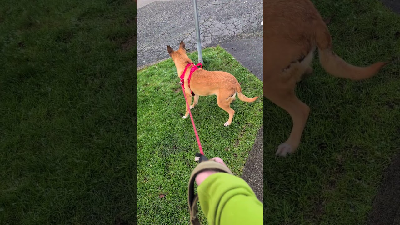 Enlarge Ms. Marvelous Tarcin, a Adoptable mixed breed in Vancouver, BC video 6/6