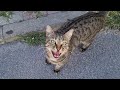 This Sweet Tabby Cat Is So Friendly