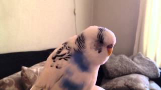 Undulaten Kokos snakker...og snakker og snakker