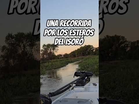Una recorrida por los esteros del isoró en Goya Corrientes