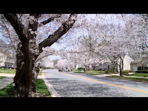Cherry Blossoms: April 13 on Crofton Parkway