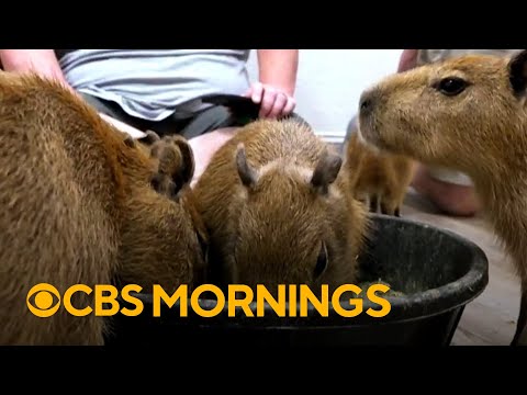 This Florida café lets you sip coffee with capybaras