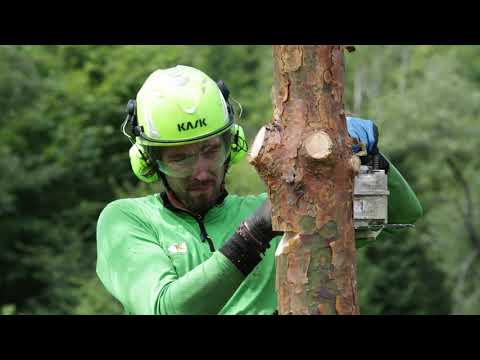 Pinetree - climbing