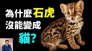 Re: [閒聊] 台北動物園石虎命名比賽