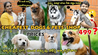 Buy Dogs in Hyderabad, Cheapest Pets Shop with Prices, Buy 100% Original Breed Dogs, Dogs with Price
