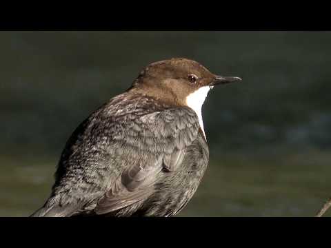 Der Natur auf der Spur (F 74)