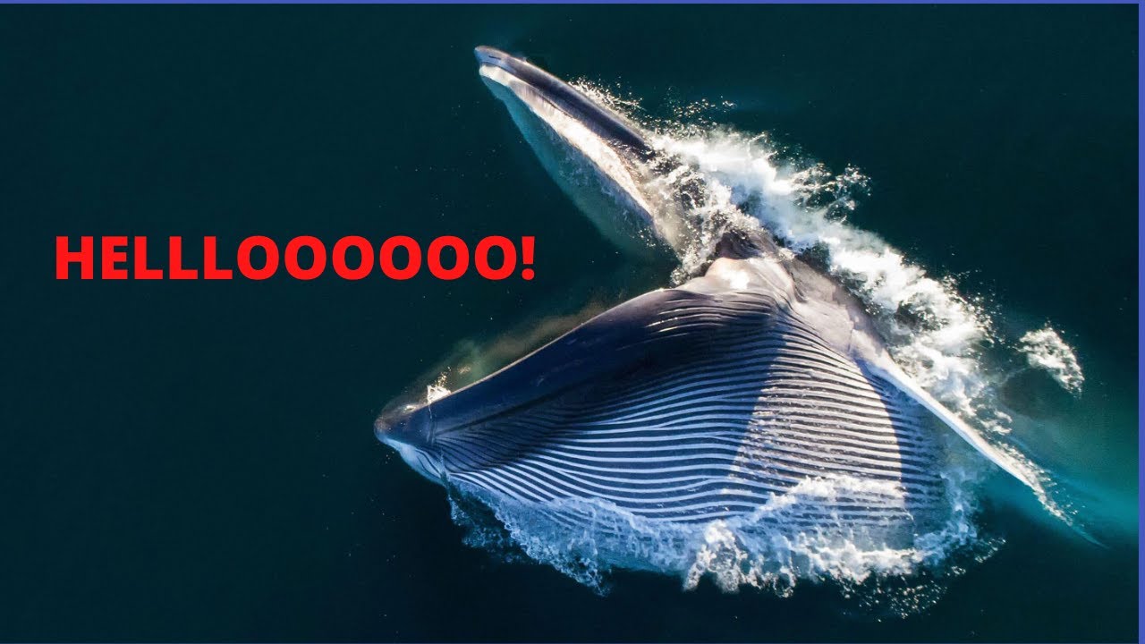 What Is The Sofar Channel ( Deep Sea Channel )