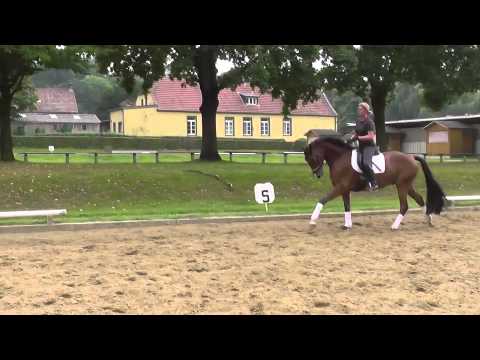 Nachwuchspferd von Rock Forever