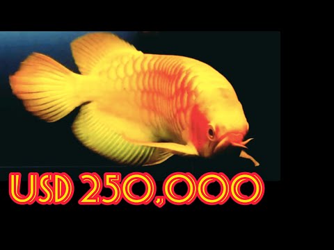 Best Top 10 Most Expensive Arowana Fish in the World | Super Rare Arowana Fish