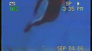 Steve Irwin death video tape (Remake)