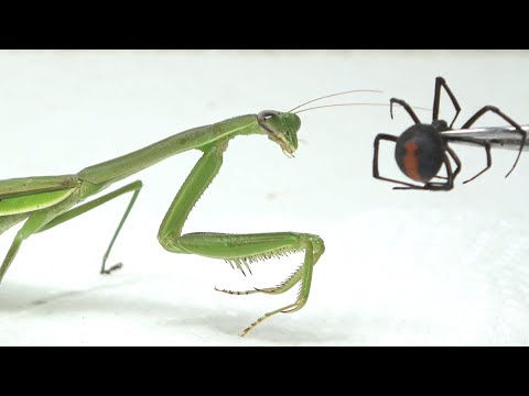 カマキリには毒があるのでしょうか?