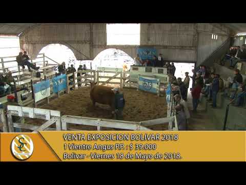 18-05-18 Venta de Vientres Angus P.P. - Exposicion de Bolivar 2018.