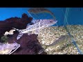 Pimelodus pictus Pimelodus pictus