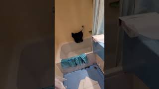 Carnival Breeze Cabin tour.  room 1342.  Deluxe Oceanview.